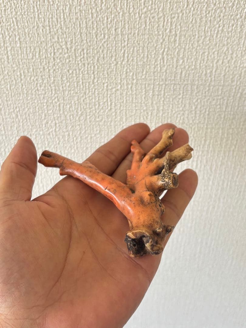 ピンク珊瑚 原木
