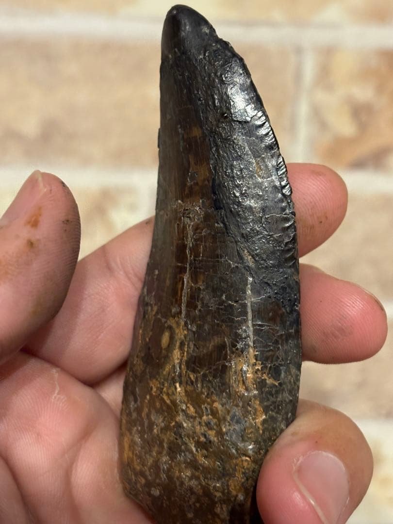 漆黒のカルカロドントサウルスの歯　化石　恐竜　ティラノサウルス